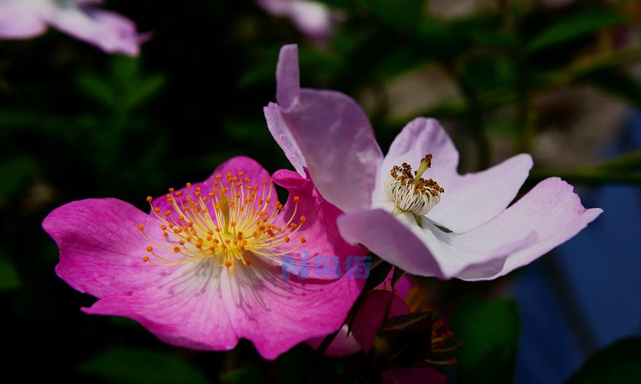 刺梨花常用播种和扦插繁殖方式  养殖刺梨花的注意事项