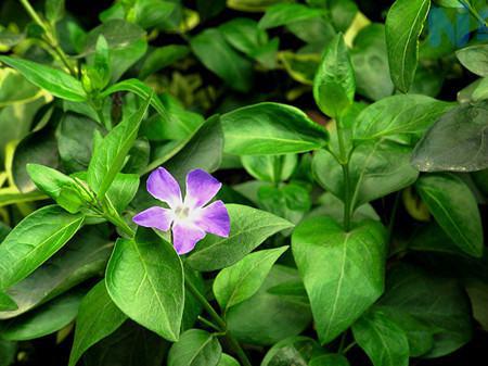 长春蔓新植株的养护方法