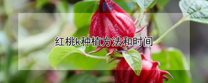 红桃k种植方法和时间