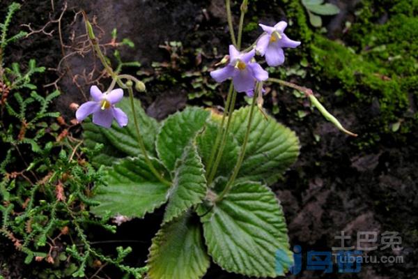 猫耳朵草图片赏析 猫耳朵草的功效作用和性状鉴别