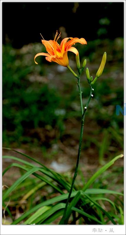 野生黄花菜图片大全