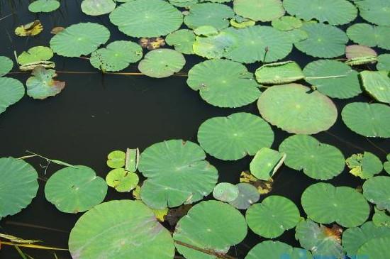 浮萍的生长习性