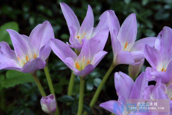 秋水仙素（colchicine）的介绍