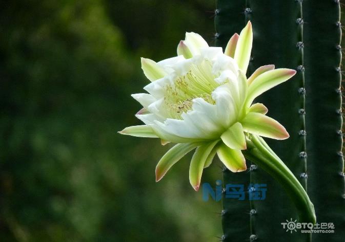 龙骨花图片大全 龙骨花的资料特点