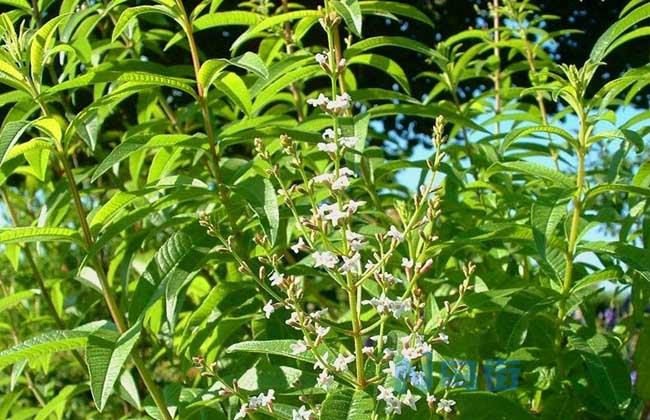 柠檬马鞭草种植方法