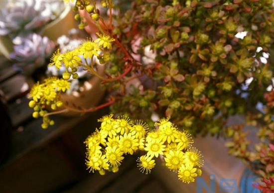 小人祭开花确实会死亡但会有新的侧芽产生