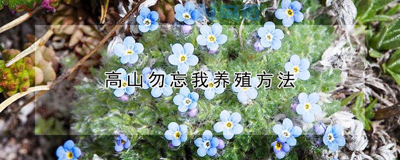 高山勿忘我养殖方法