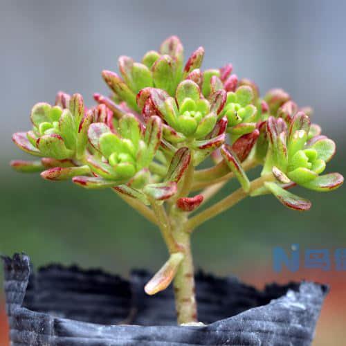 小人祭图片大全！小人祭高清图片！