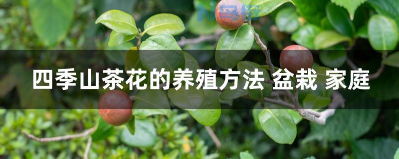 四季山茶花的养殖方法 盆栽 家庭