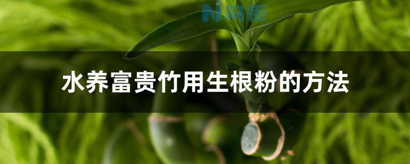 水养富贵竹用生根粉的方法