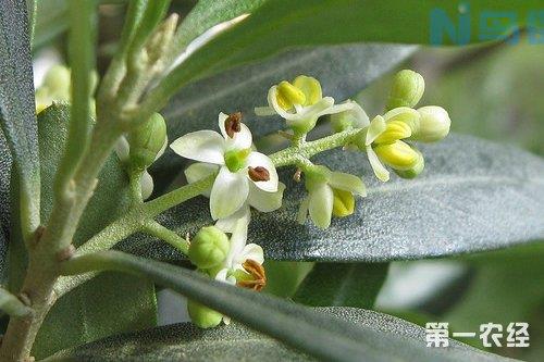 橄榄花虫害及其防治方法