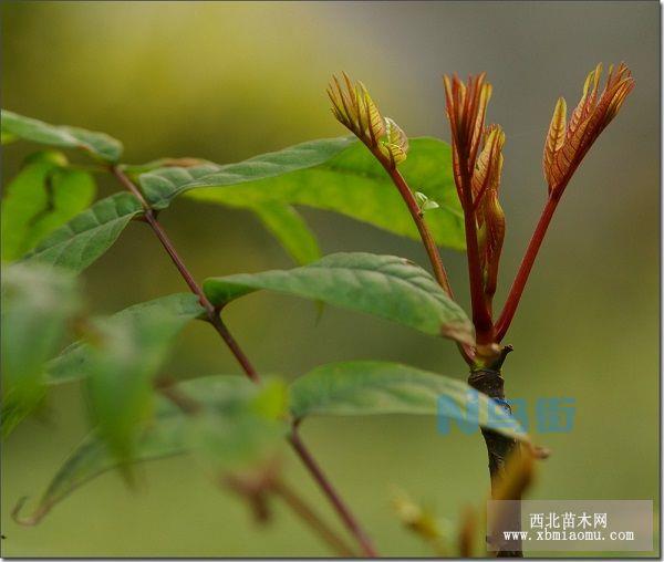 香椿白粉病与防治