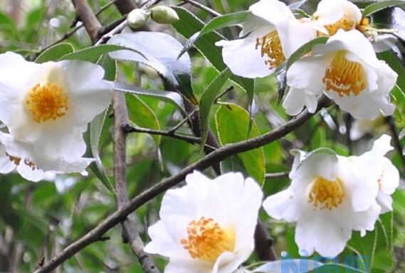 野生山茶花图片和功效