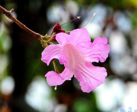 种植红花风铃木的病虫害防治知识