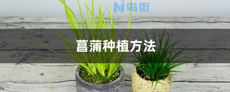 菖蒲种植方法