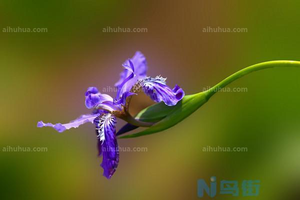 生日花语——5月12日