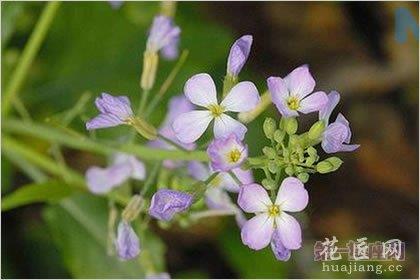 5月2日花语：野莱菔，生日花语统一