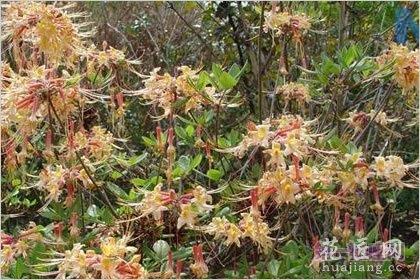 5月27日花语：黄石南，生日花语庆祝