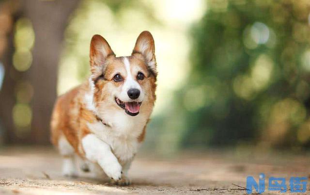 柯基犬吃什么狗粮好？