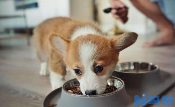 狗狗食物中毒怎么办？