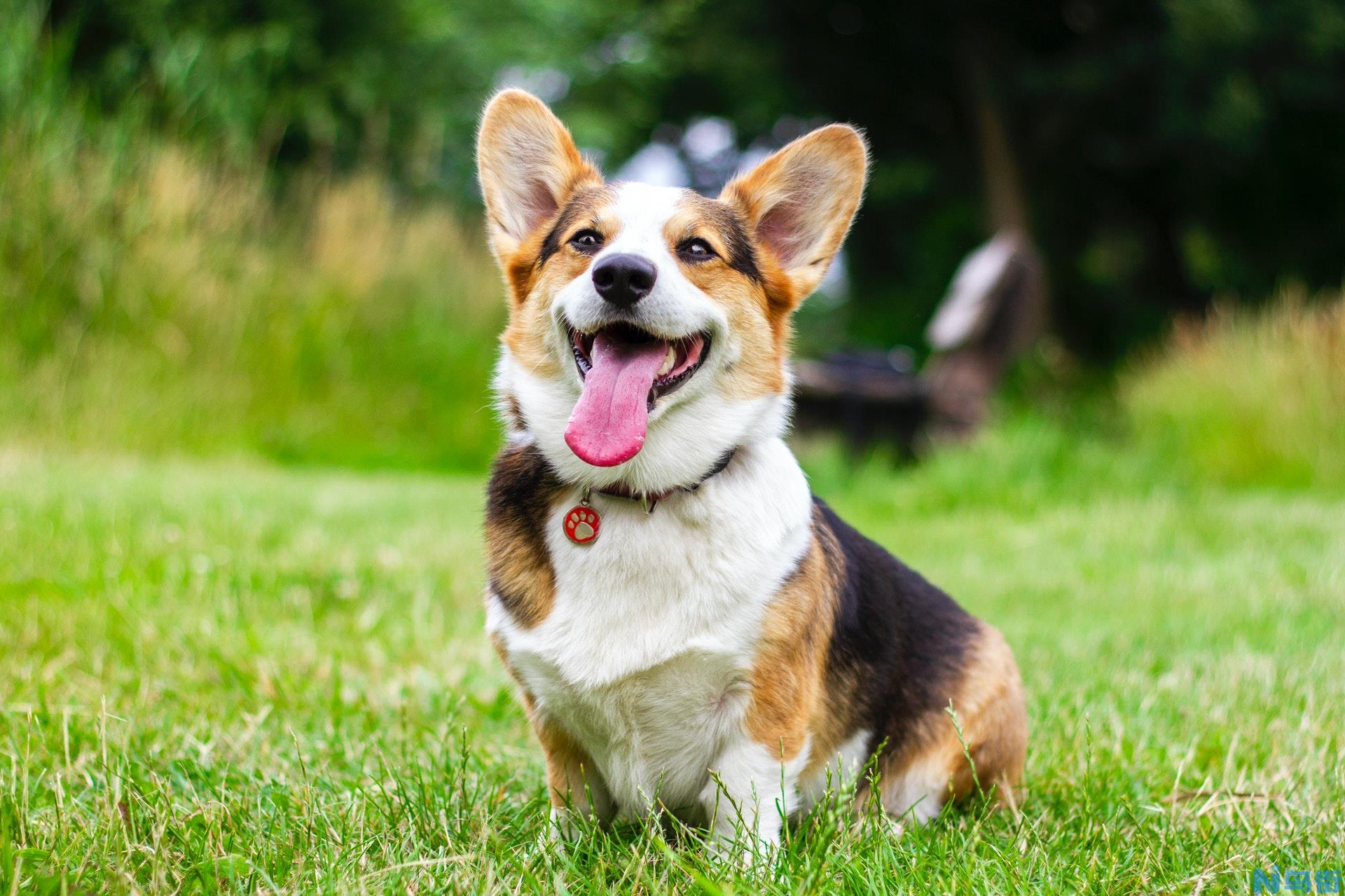 史上最全宠物犬皮肤问题汇总