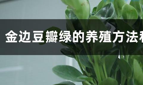 三色豆瓣金边消失的原因分析