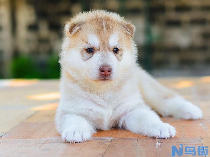 幼犬缺乏“社会化训练”后果很严重！