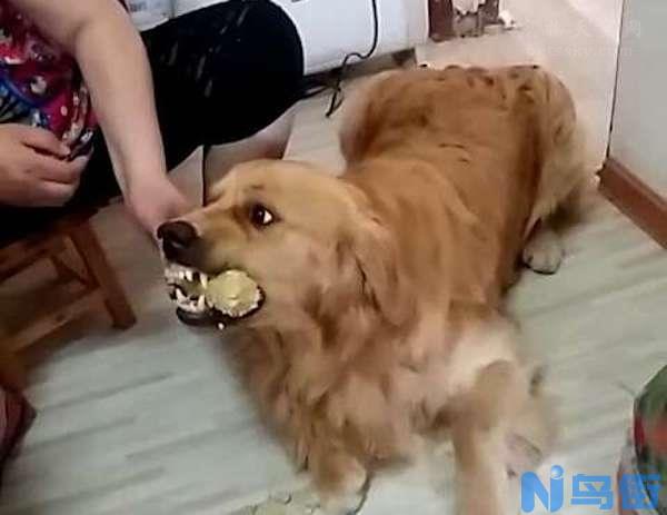 如何制止犬护食的坏习惯？