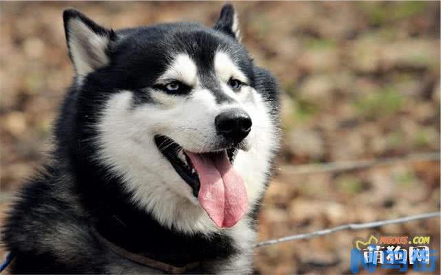 哈士奇幼犬的选购方法