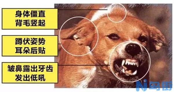 详谈狂犬病的潜伏期和症状