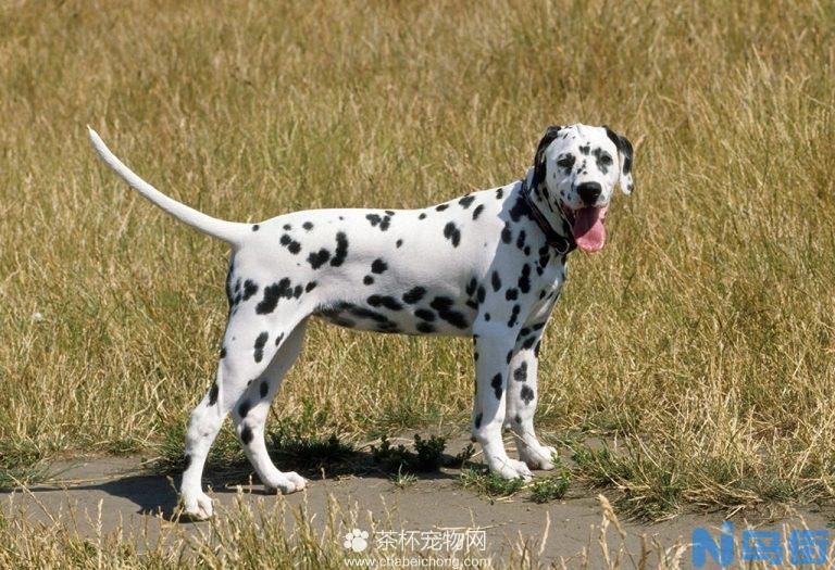 斑点犬的饲养技巧