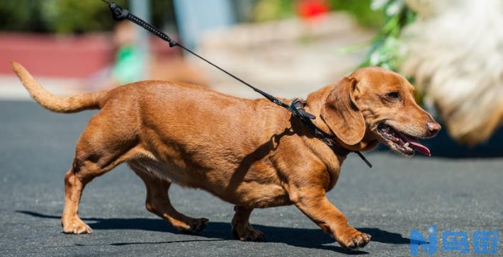 腊肠犬感冒怎么治疗？