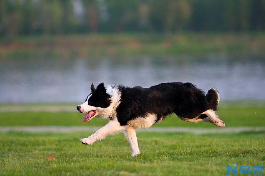 如何训练古代牧羊犬握手