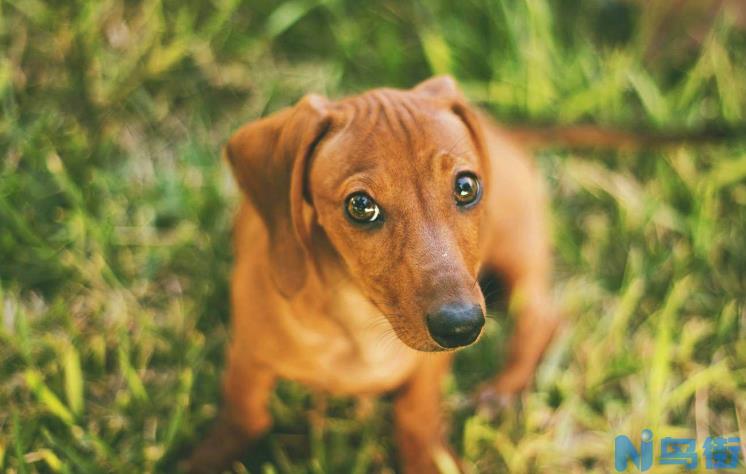 腊肠犬常见的皮肤疾病有哪些？