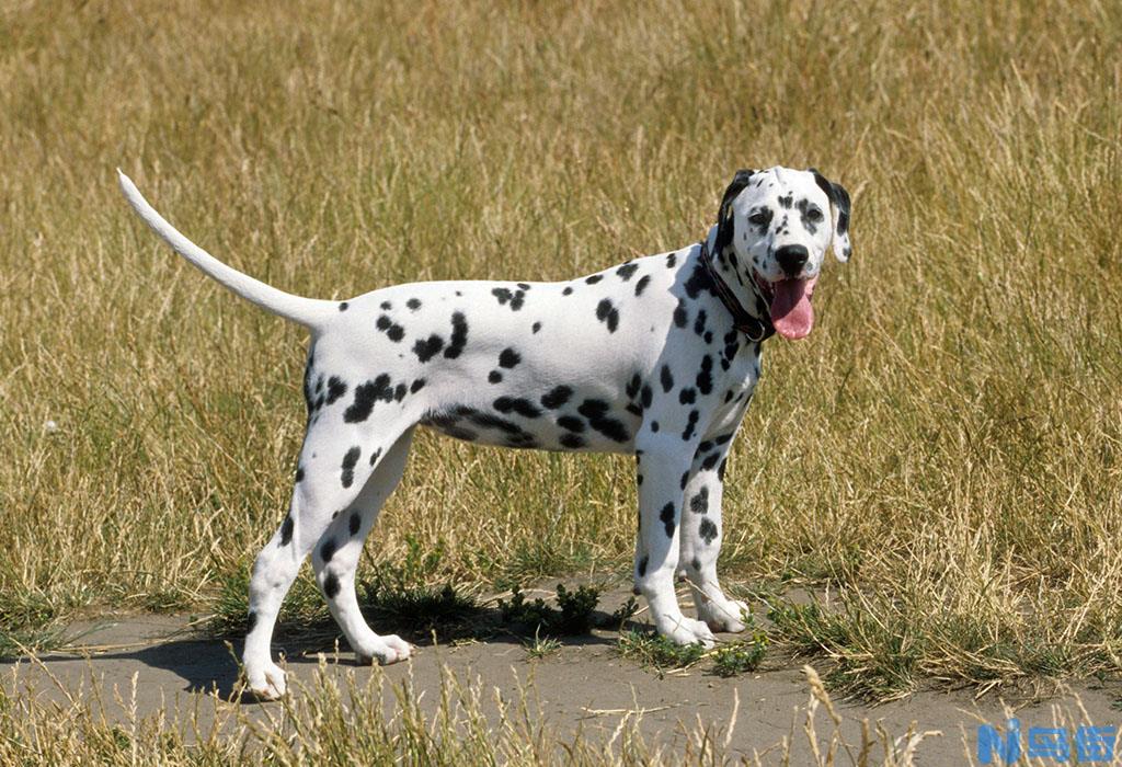 斑点犬尾巴流血怎么办？