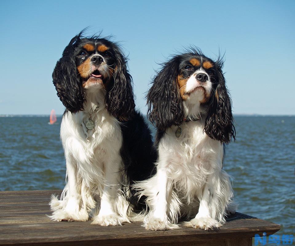 骑士查理王小猎犬智商 骑士查理王小猎犬性格大揭秘