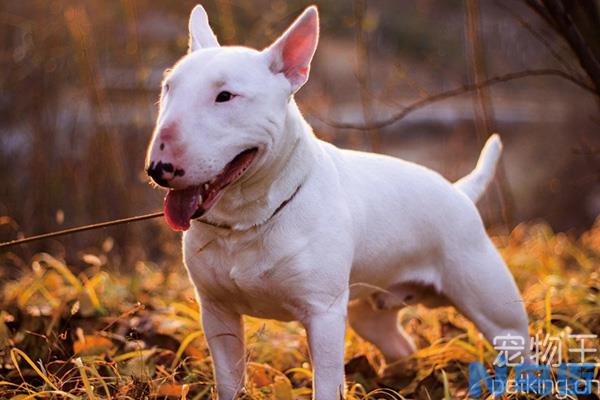 牛头梗幼犬怎么喂养?