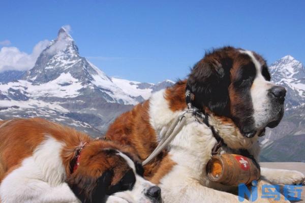 圣伯纳犬的正确饲养方法