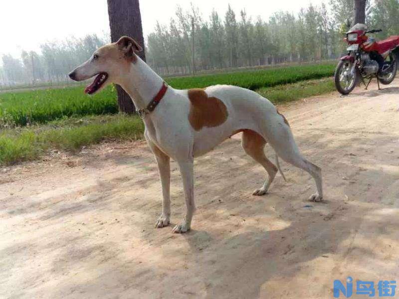 惠比特犬的饲养方法