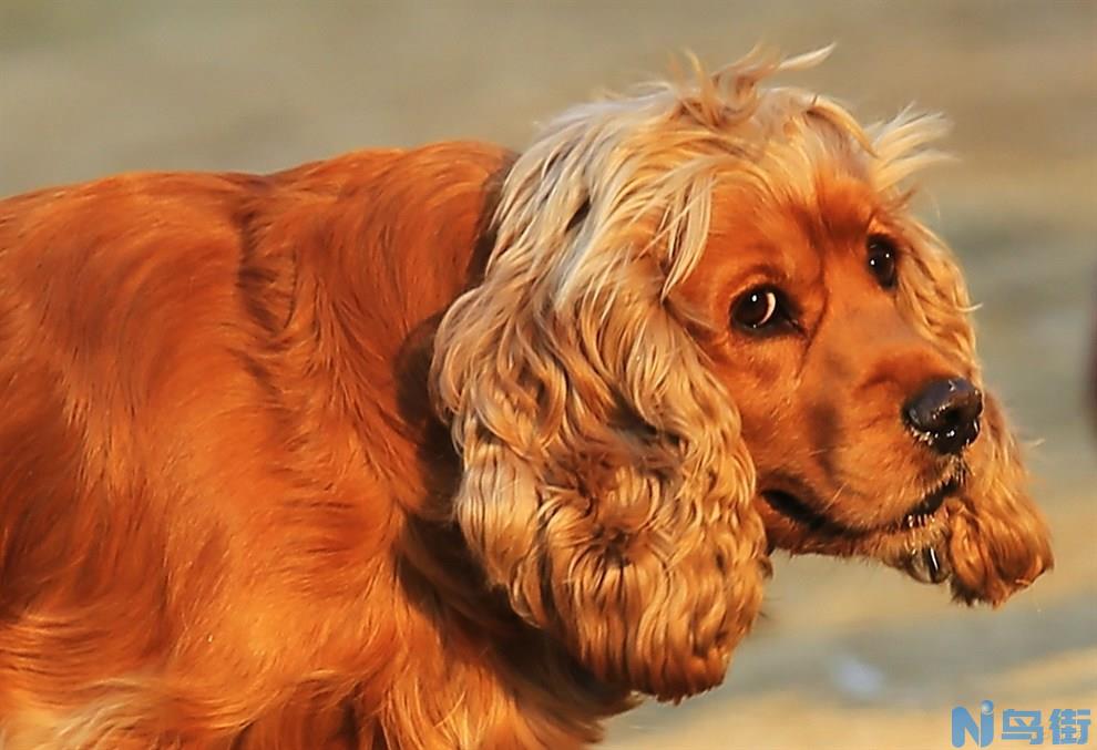 英国可卡犬的饲养方法