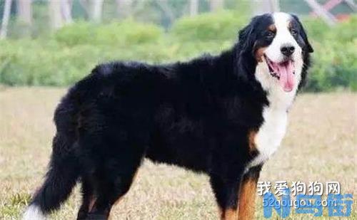 伯恩山犬与圣伯纳长相一样吗怎么区分？