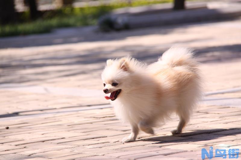 博美犬怀孕期间饮食注意事项