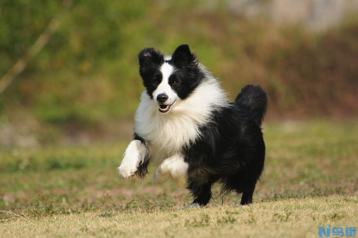 边牧犬便秘的原因和预防