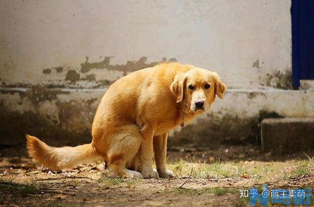 狗狗拉肚子（腹泻）吃什么药