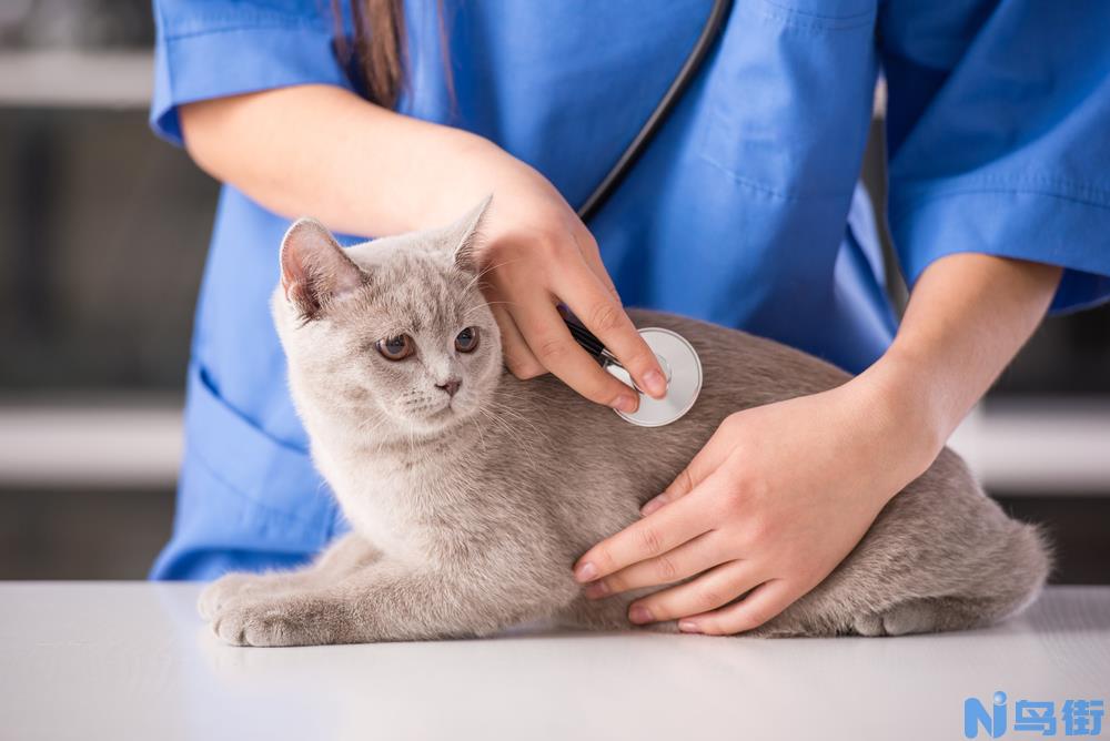 避免感染寄生虫-让猫狗养成良好的饮食习惯