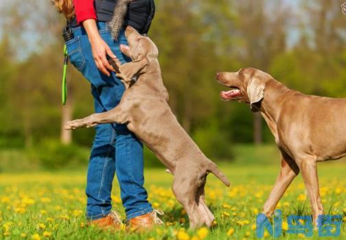 专家教你如何训练德国杜宾犬扑咬