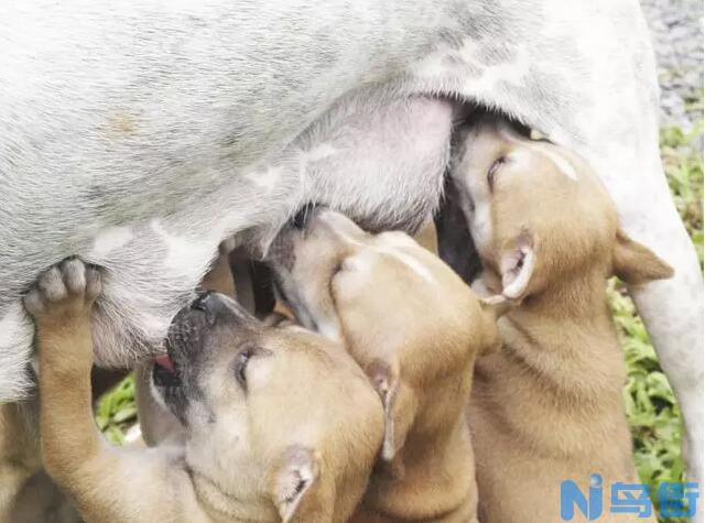 狗狗乳腺炎的症状及预防方法