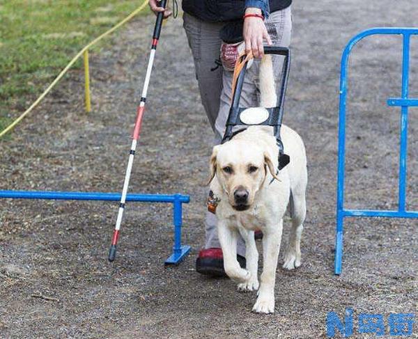 选择导盲犬的三个方法