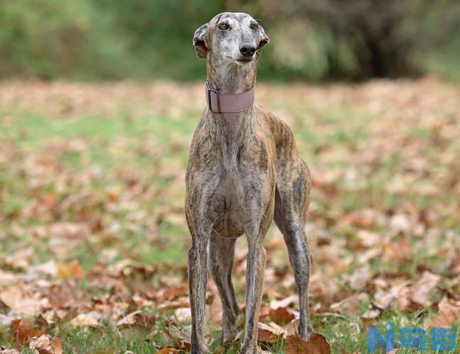 意大利灵缇犬幼犬饲养方法