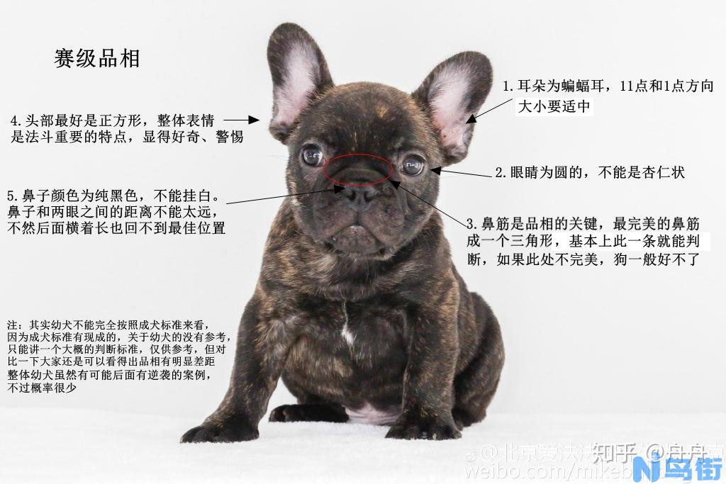 虎斑法斗犬怎么看纯不纯？